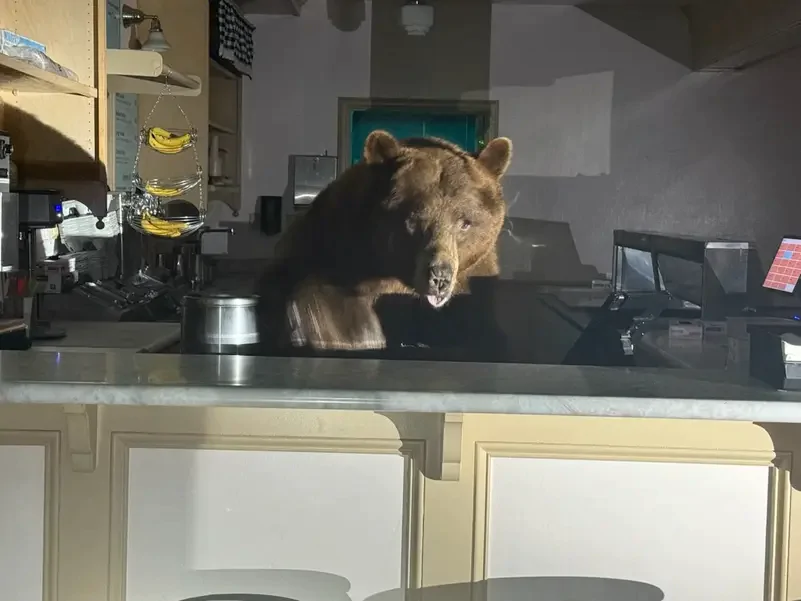 دب يقتحم متجرا للمثلجات ويبدي اهتماما بطعم الفراولة