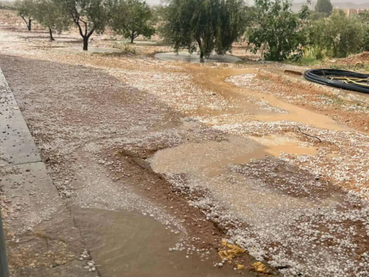 سبيطلة.. اضرار جسيمة في الغراسات بسبب ”التبروري”