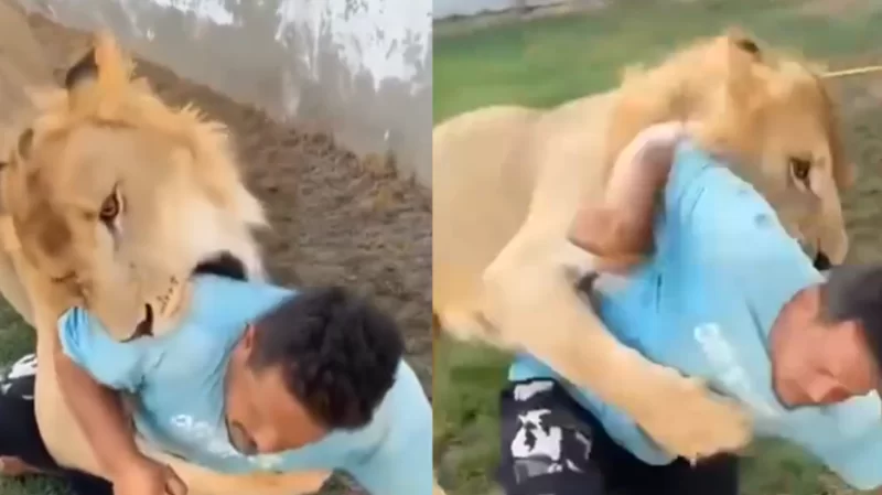 أطلق أسده على عامل مصري.. النيابة الليبية على الخط