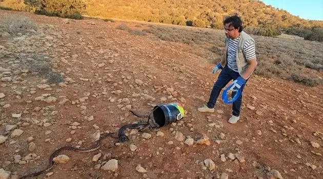 إطلاق 72 أفعى كوبرا .. وزارة البيئة الليبية تحذّر