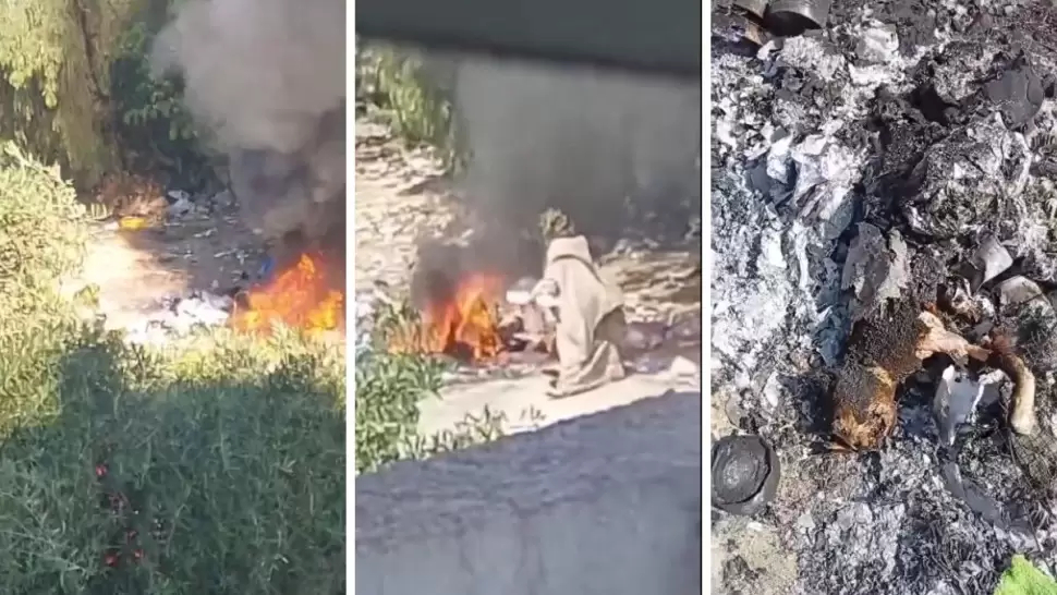 الملاسين/ إيقاف إمرأة ظهرت في فيديو تحرق القطط !!