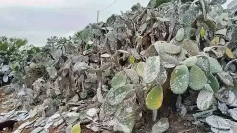 الحشرة القرمزية