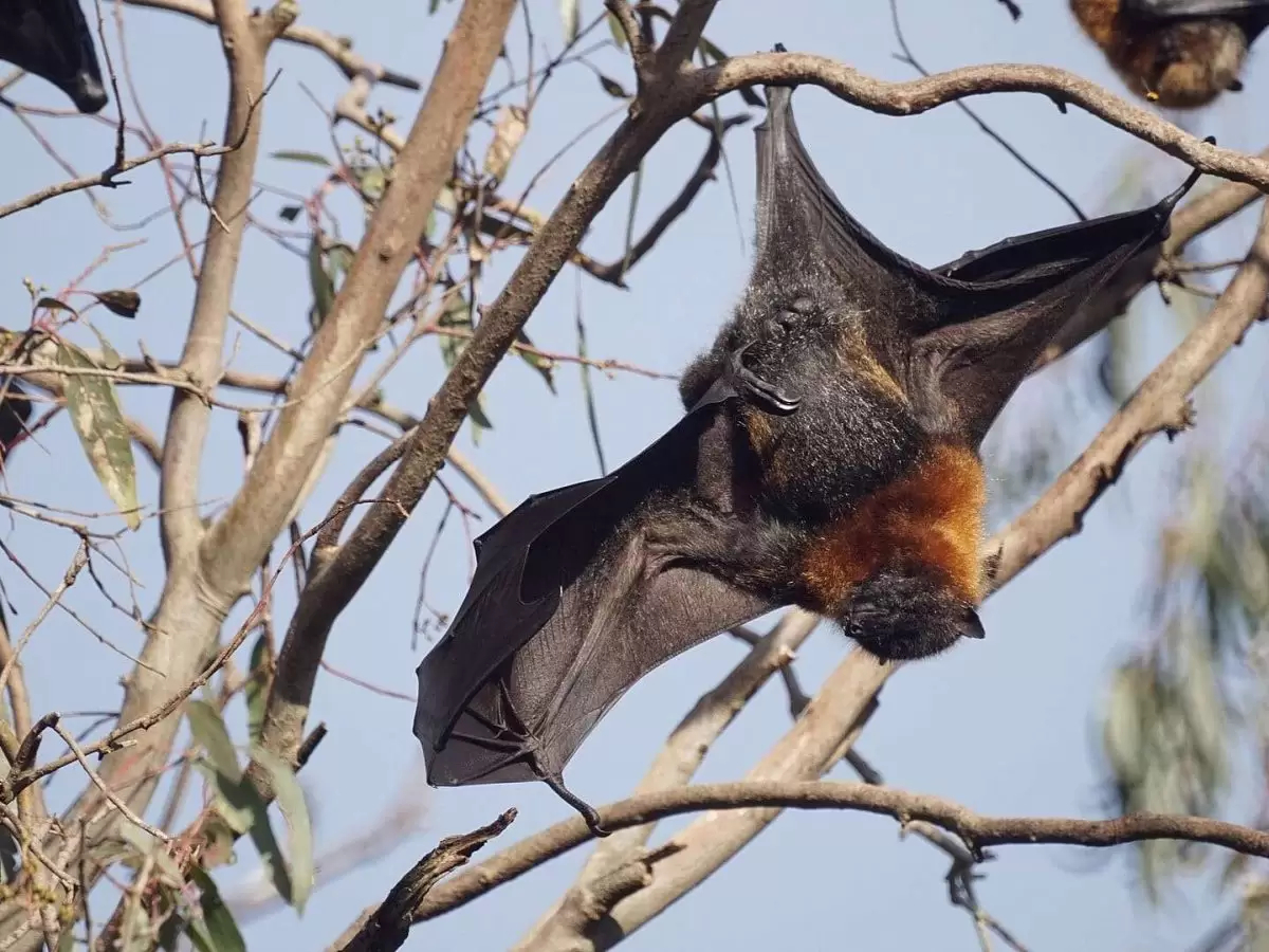 الليلة العالمية للخفافيش بحديقة البلفيدير.. التفاصيل