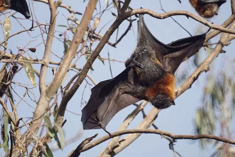 الليلة العالمية للخفافيش بحديقة البلفيدير..