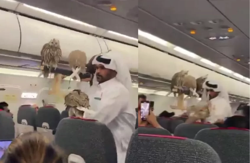 صقور على متن طائرة بصحبة خليجي.. مشهد غير مألوف يثير الجدل (فيديو)