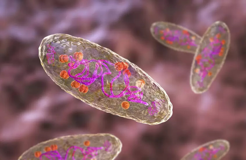 فيديو يوضح رحلة “الموت الأسود” داخل الجسم بتفاصيل مروعة