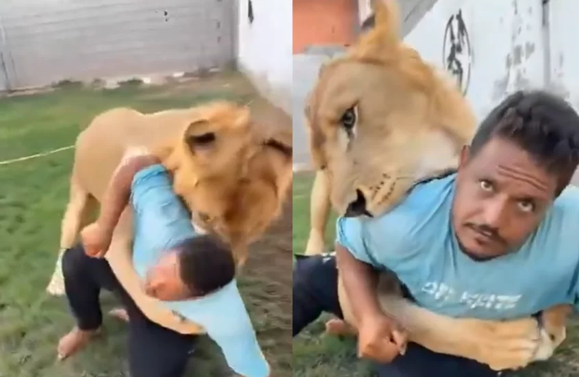 ليبي يطلق أسده على عامل مصري في مشهد صادم (فيديو)