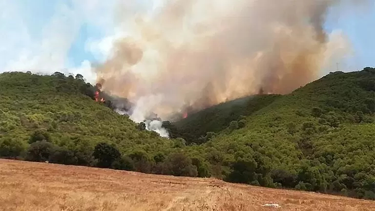 مدير المحافظة على الغابات: الإحصائيات المتعلقة بالحرائق عادية