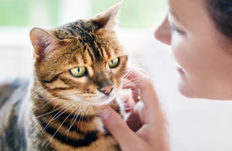مفتاح علاج السرطان قد يكون مخبأ في القطط المنزلية