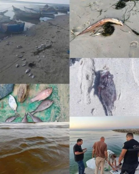 نفوق أسماك ومخاوف من أزمة بيئية