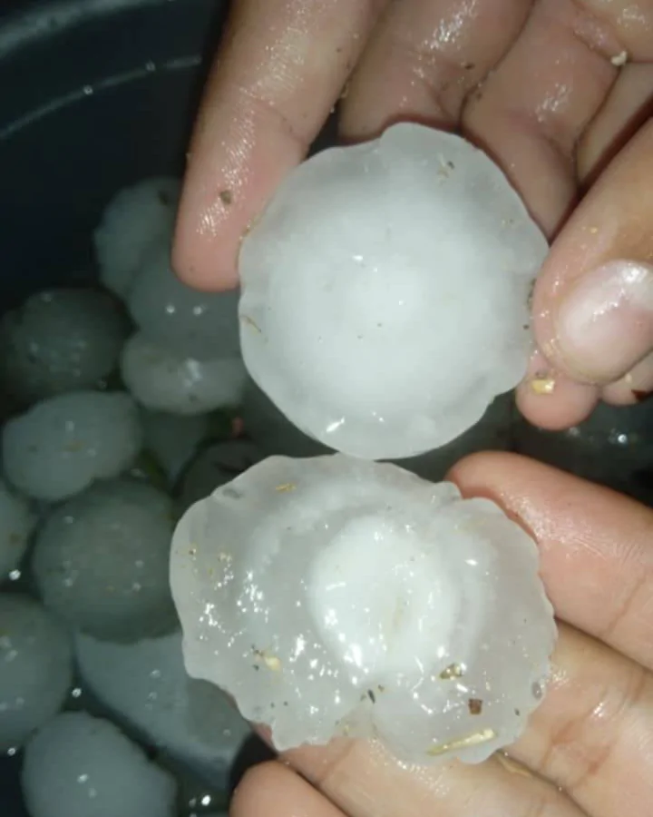 السبيخة.. أضرار في أشجار الرمان بسبب “التبروري” (صور)