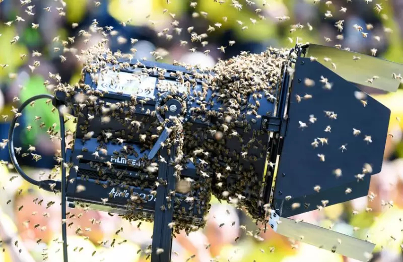 أسراب من النحل توقف مباراة