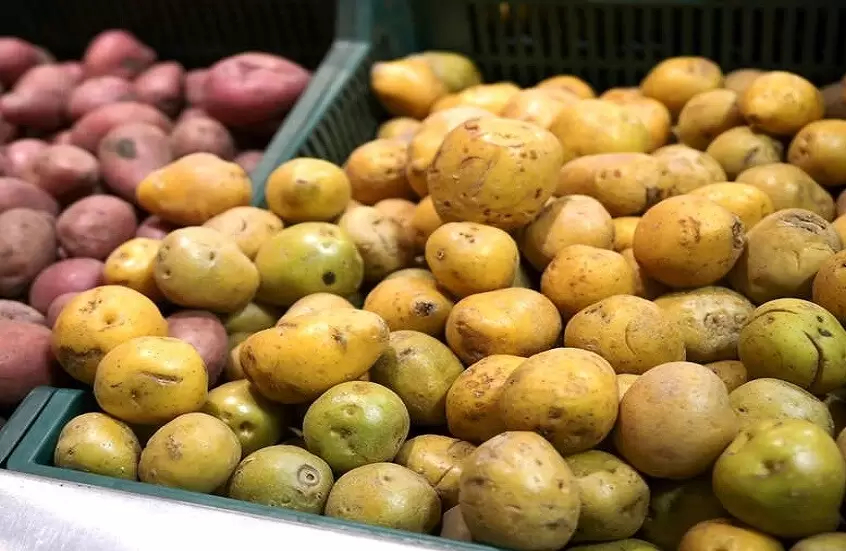 احذر البطاطا الخضراء.. أشعة الشمس تحولها إلى خطر سام