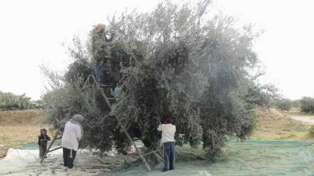 القطاع الفلاحي