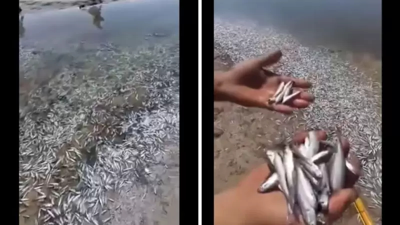 بحارة سليمان