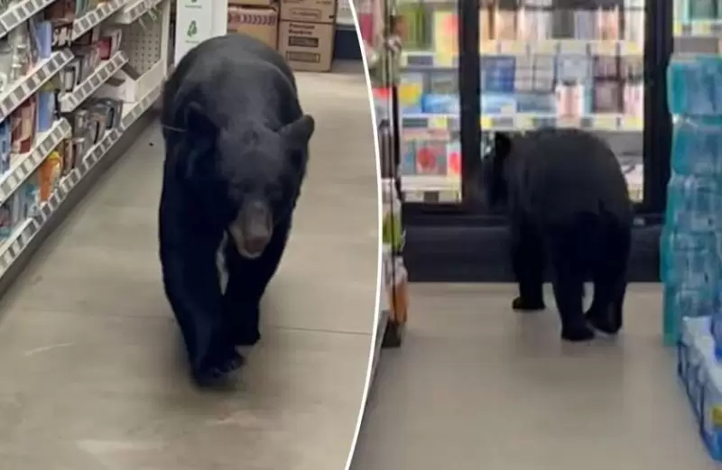 دب يهاجم تسعينية داخل متجر