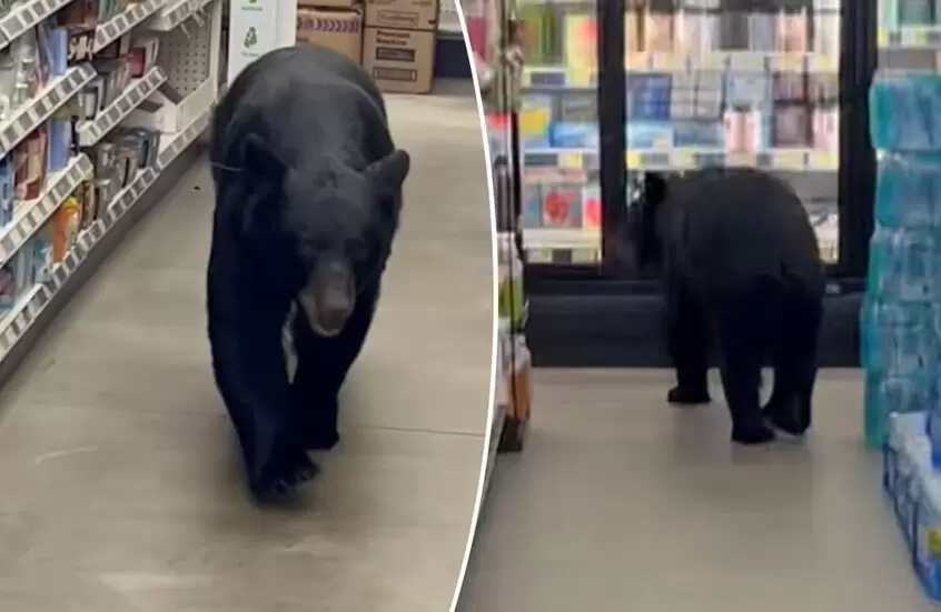 دب يهاجم تسعينية داخل متجر ! (فيديو)