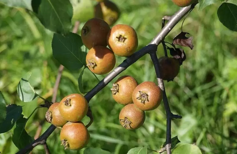 فاكهة تحمي الكبد من التلف الناجم عن شرب الكحول