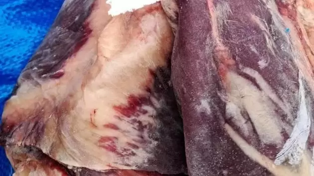 حجز 3 أطنان من اللحوم الفاسدة بهذه الولايات