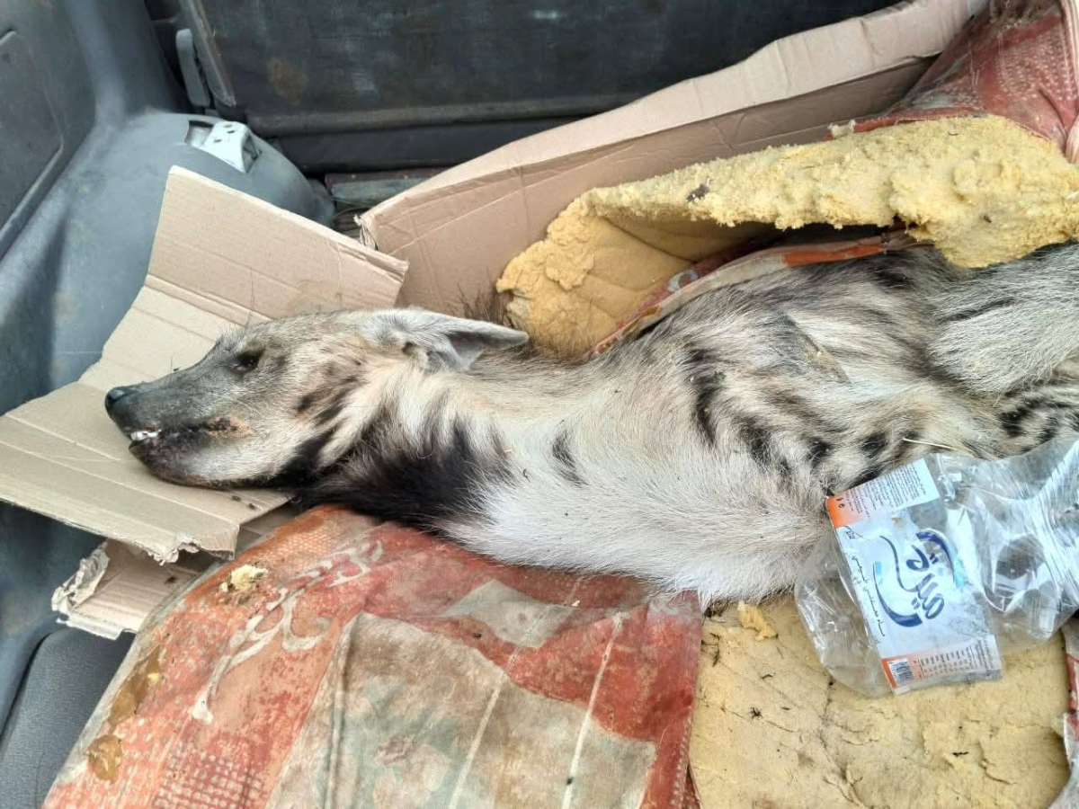 قرمبالية.. إيقاف 9 اشخاص بحوزتهم ضبع لاستعماله في الشعوذة (صور)