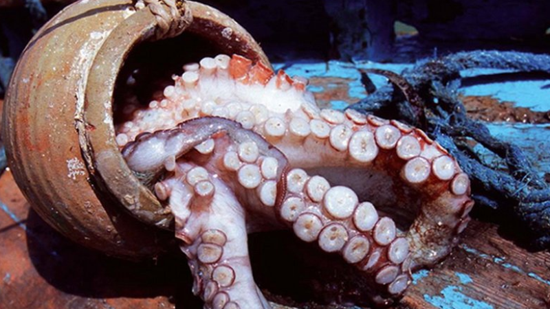 التمديد في غلق موسم صيد الأخطبوط