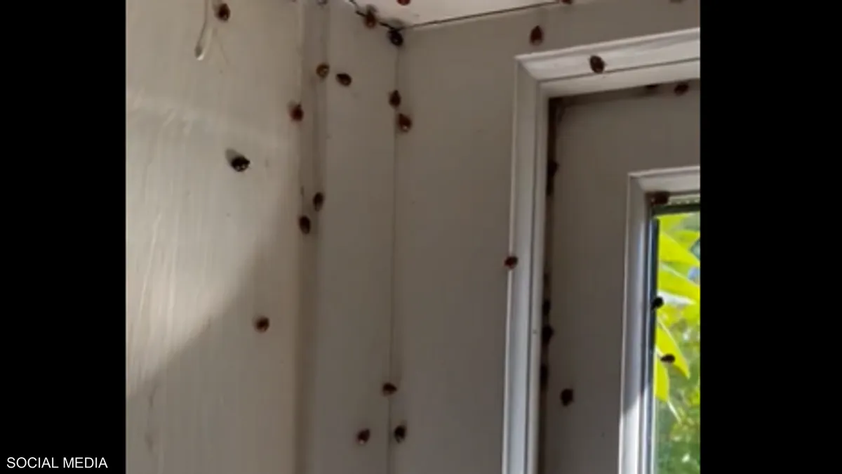  بالفيديو/ الخنافس تجتاح مناطق سكنية في بريطانيا