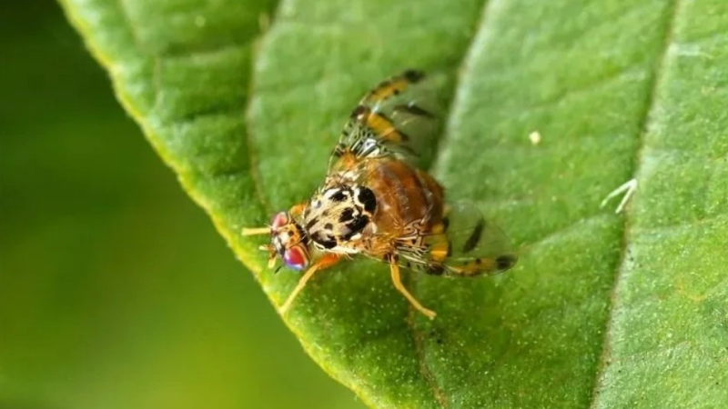 توصيات وزارة الفلاحة لمكافحة الذبابة المتوسطية