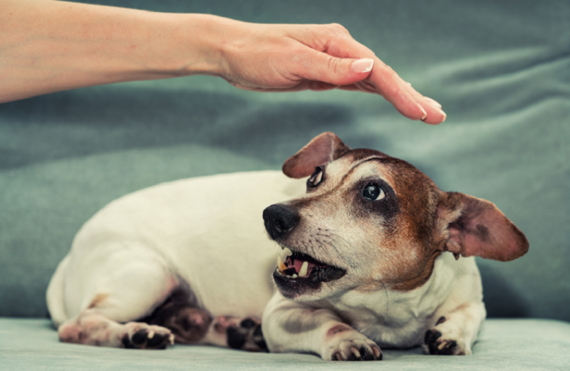 العنف ضد الحيوانات مؤشر على اضطرابات نفسية