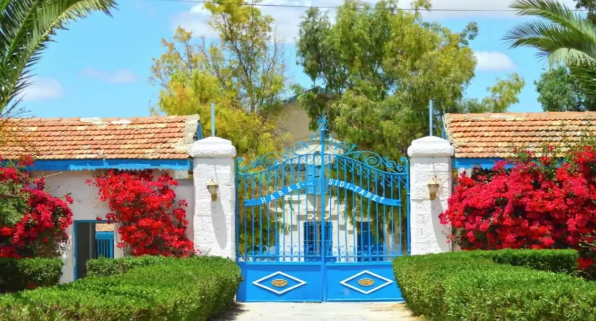 المؤسسة الوطنية لتحسين وتجويد الخيل تنتدب