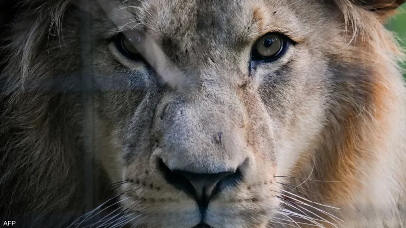 تخشاه الأسود والمفترسات.. الصوت الأكثر رعبا في الغابة