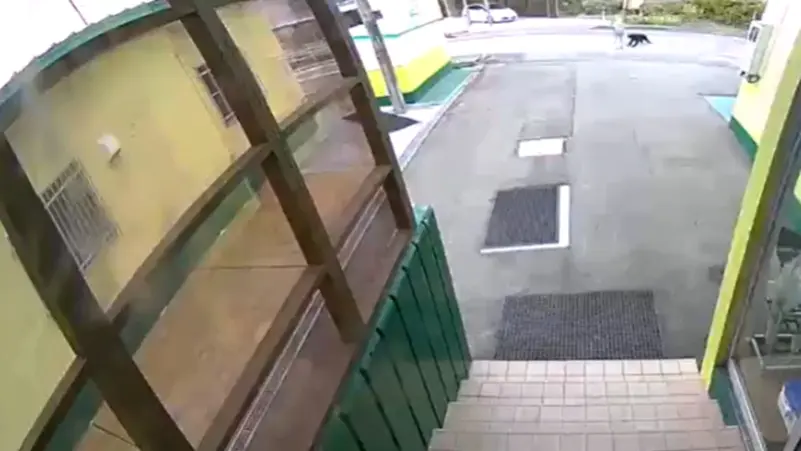 دب يهاجم سيدة أثناء سيرها بالشارع.. فيديو يوثق