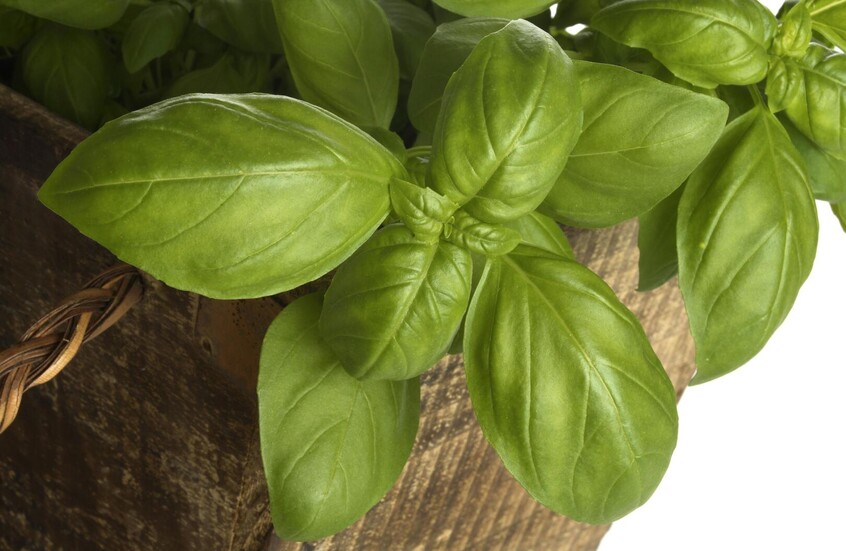 نبات عطري قد يصبح مفتاحا لإبطاء شيخوخة الدماغ نبات عطري قد يصبح مفتاحا لإبطاء شيخوخة الدماغ