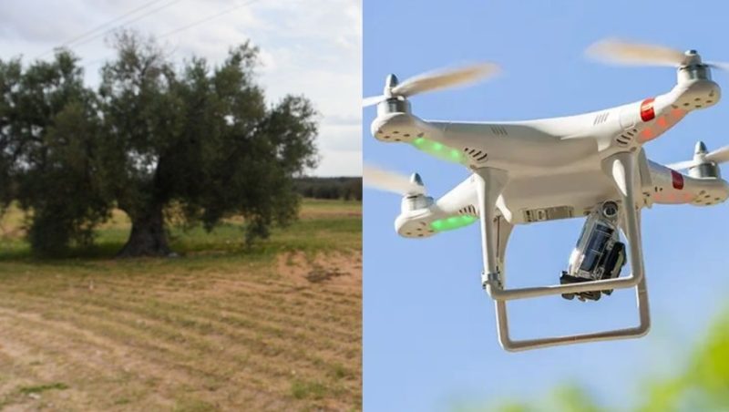 هنشير الشعال