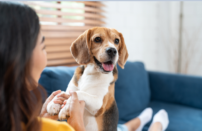 “بكبسة زر واحدة”.. ثورة تقنية تمنح الكلاب صلاحيات ذكية في منزلك “بكبسة زر واحدة”.. ثورة تقنية تمنح الكلاب صلاحيات ذكية في منزلك