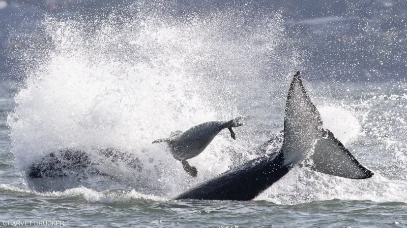 فقمة تستعين بقارب هربا من الحيتان