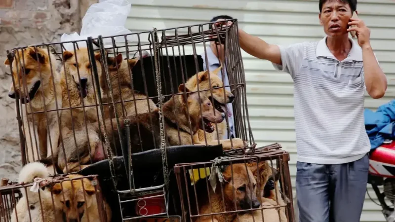 إندونيسيا تحظر استهلاك لحوم الكلاب والقطط