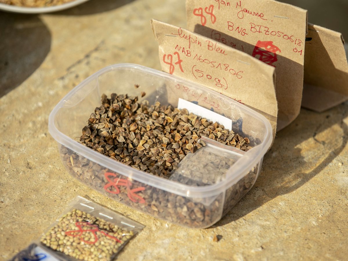 نابل/ نقص البذور يهدد الموسم الفلاحي