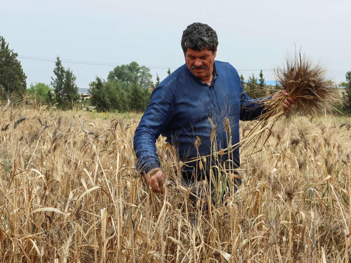 قروض موسمية دون ضمانات لصغار الفلاّحين.. التفاصيل قروض موسمية دون ضمانات لصغار الفلاّحين.. التفاصيل