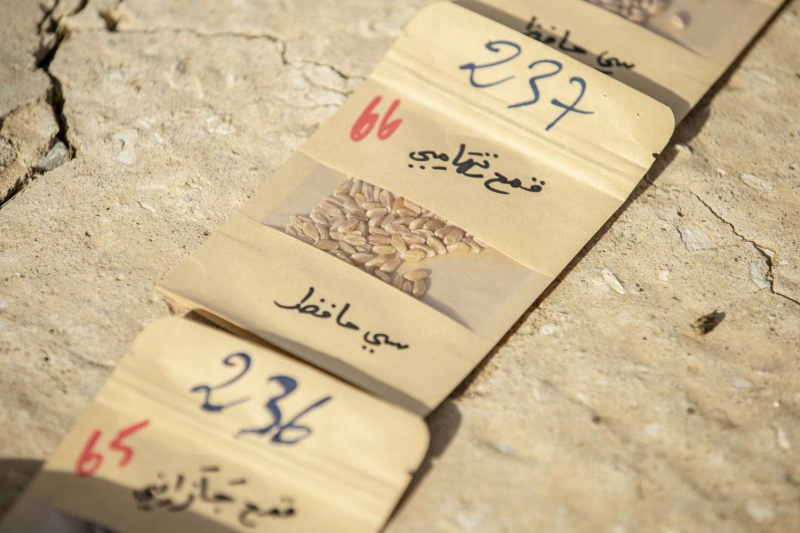 فلاحو سليانة يشكون من تأخر موسم البذر بسبب ندرة البذور والأسمدة