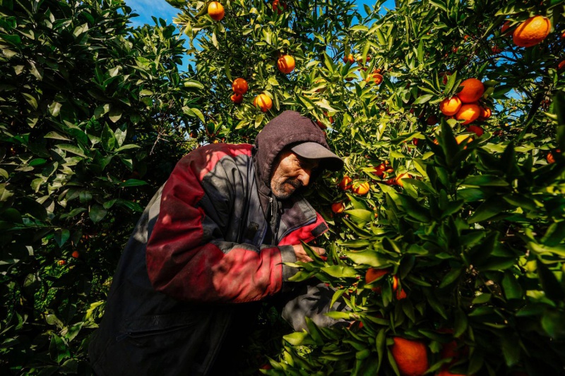 نابل تتصدر الإنتاج.. محصول قياسي للبرتقال المالطي