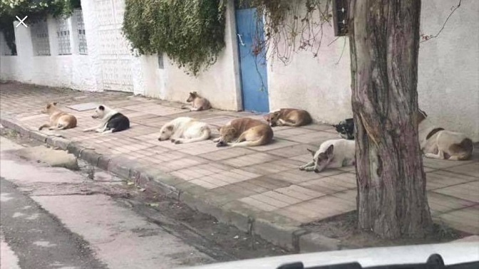 ولاية تونس تطلق برنامجًا لمقاومة الكلاب السائبة