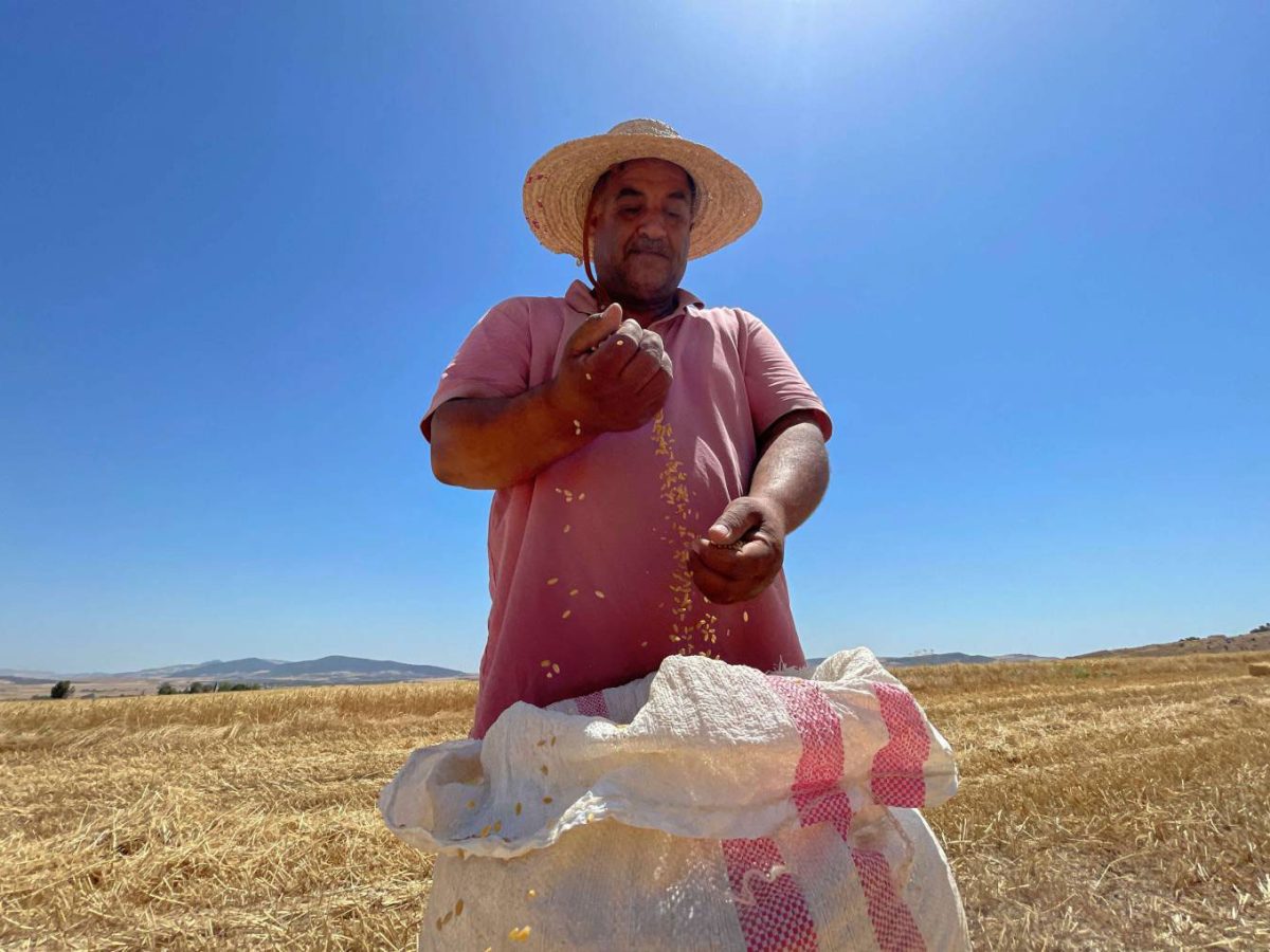 موسم البذر بباجة.. تقدّم ملحوظ رغم نقص بعض البذور