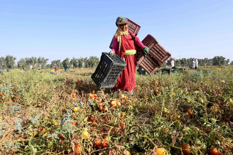 أي حماية اجتماعية للنساء العاملات بالقطاع الزراعي.. دراسة تكشف