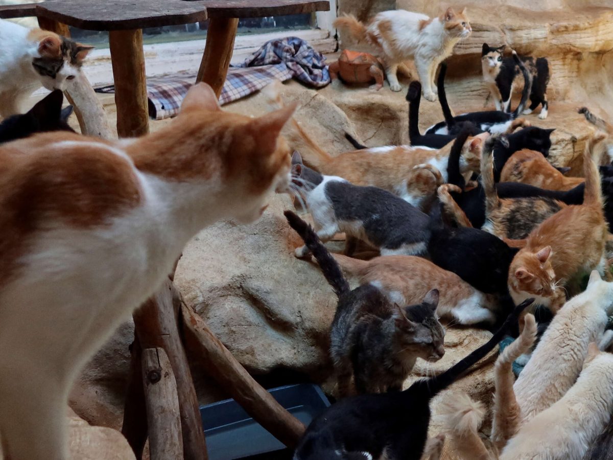 أحرقت قططًا حية باستخدام البنزين.. القضاء يصدر حكمه