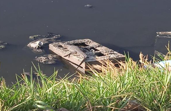 انتشار التماسيح في قرية مصرية يثير الذعر… والسلطات تتدخل