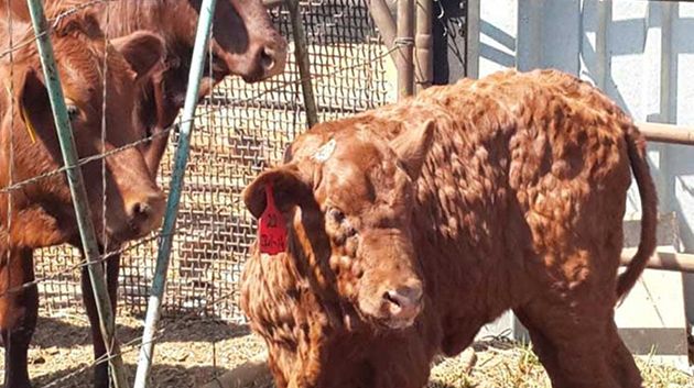 غرفة مُربّي الماشية تحذر..