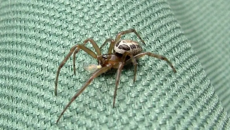 الأرملة الكاذبة