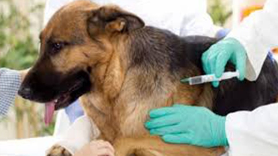 هذه الولاية تتصدّر ترتيب الولايات في حملات التلقيح ضدّ داء الكلب