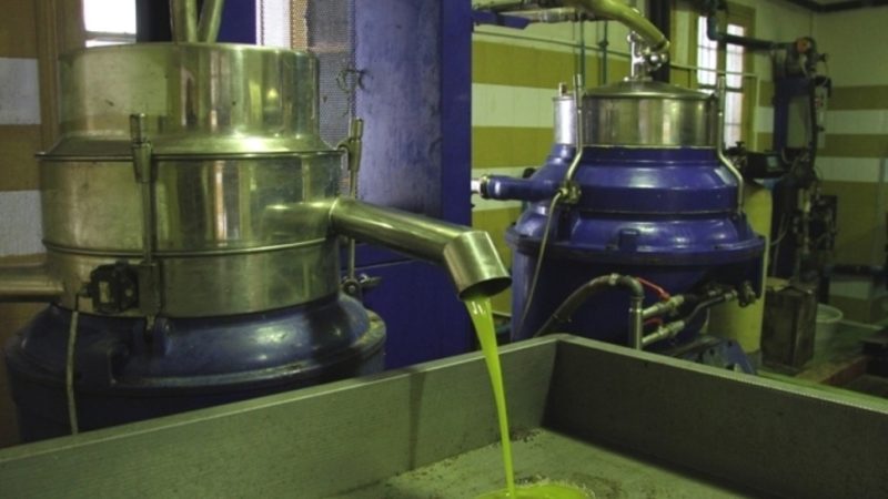 زيت الزيتون