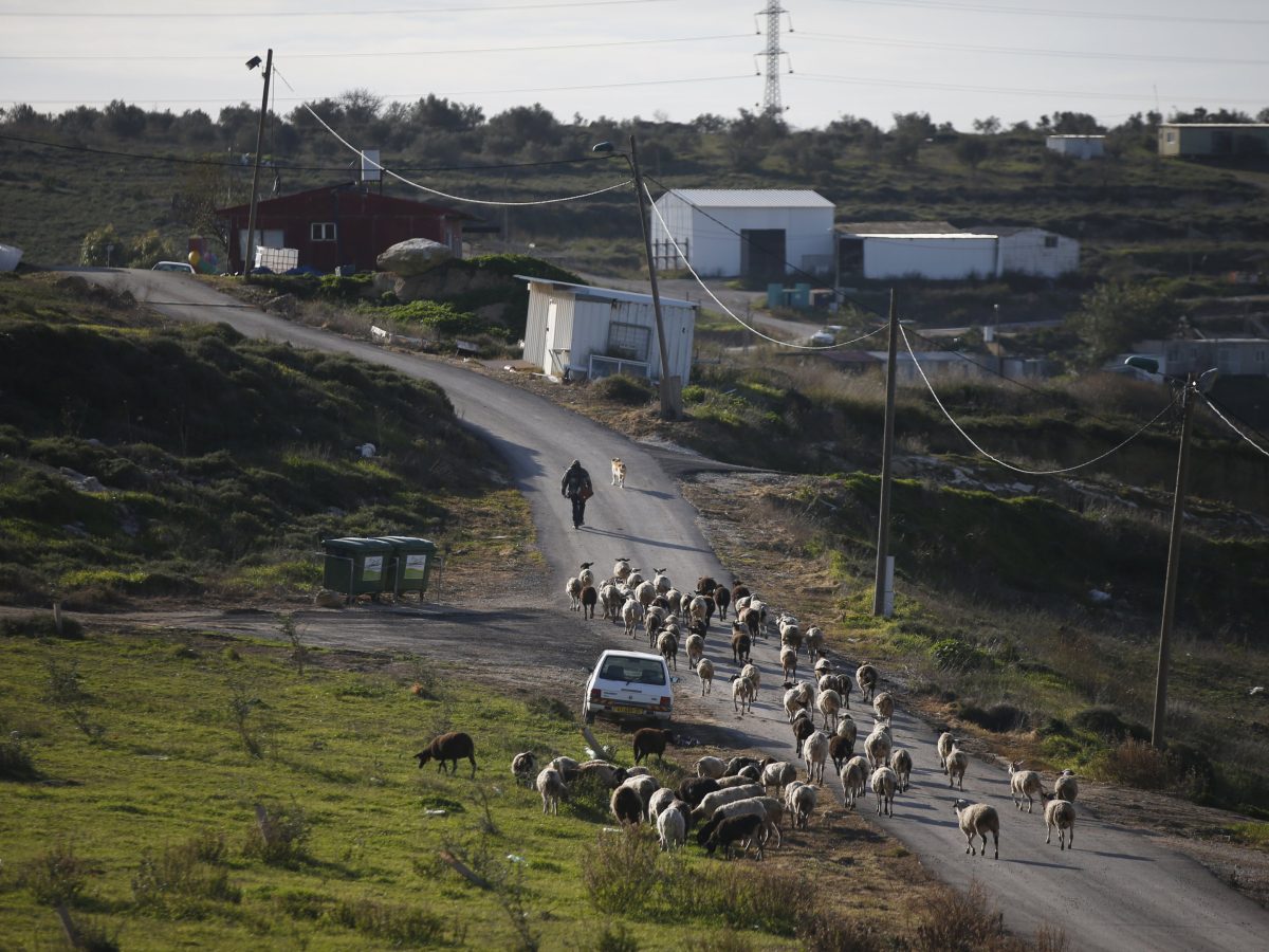 الضفة الغربية/ مستوطنون يسرقون 200 رأس أغنام ومركبة